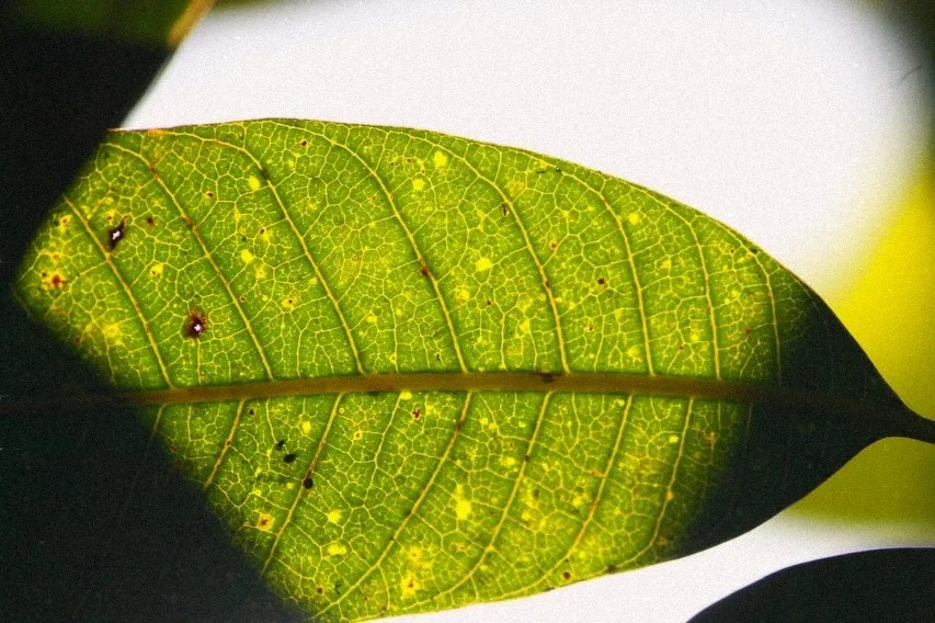 Sunlight passing through a green leaf and revealing its veins.