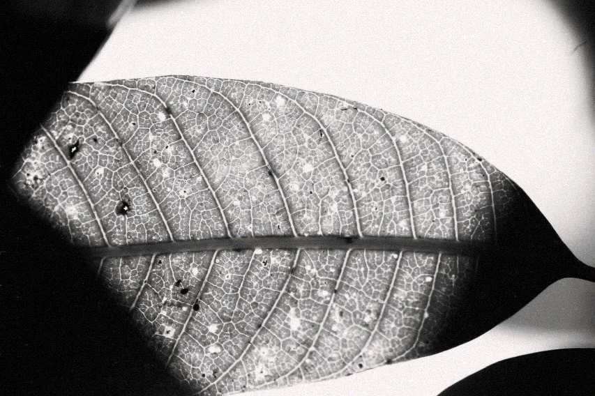 Light and shadow across the veins of a leaf, in black and white.