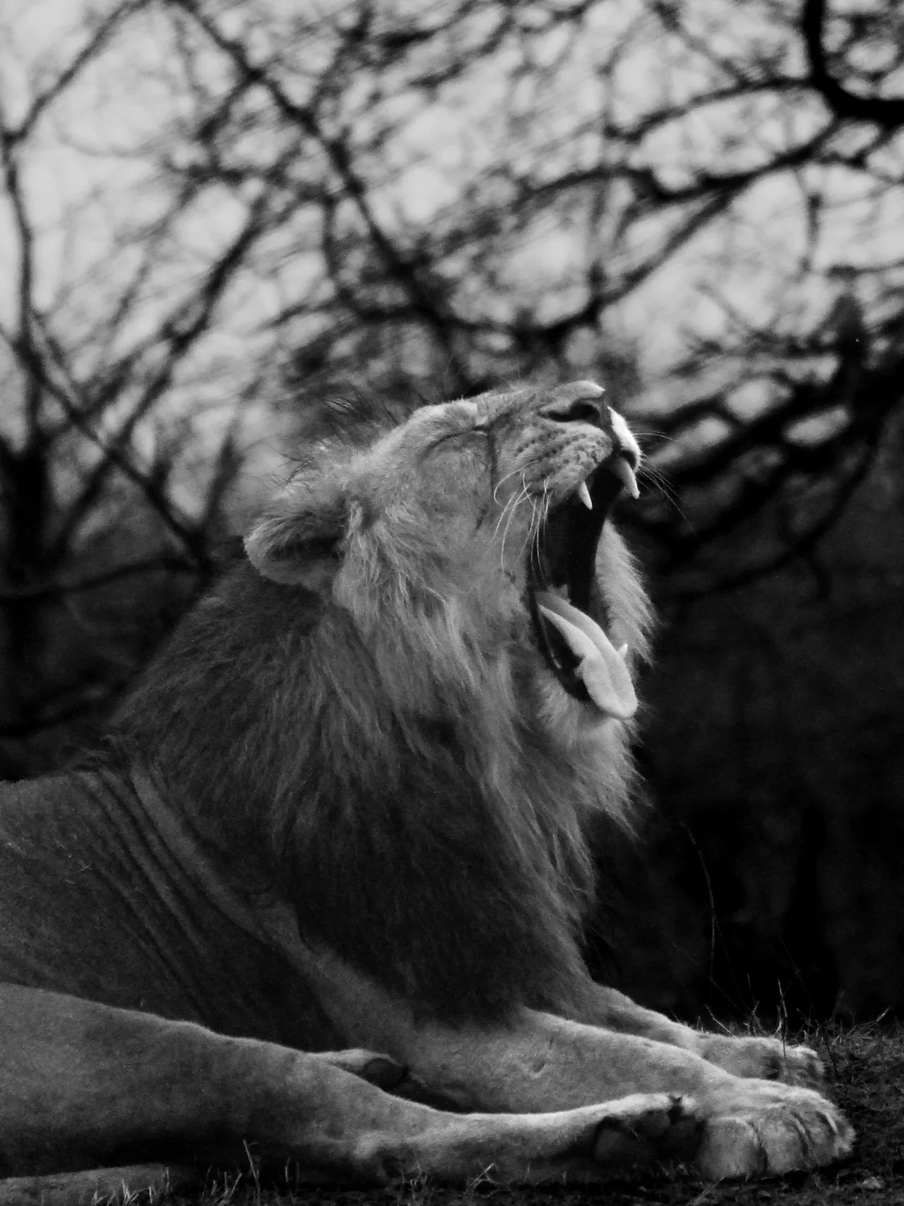 A lion yawning beneath bare tree branches, in black and white.